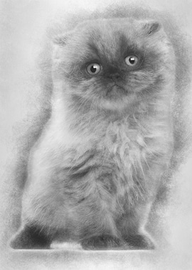 Portrait of Highland fold