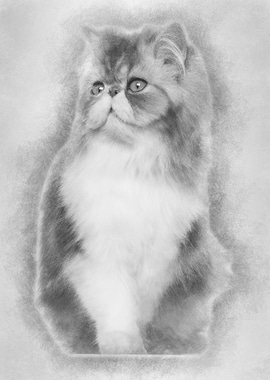 Persian cat 7 months old