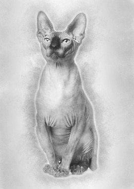 Sphynx cat 1 year old sitt