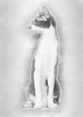 Oriental Shorthair sitting