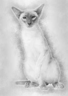 Siamese cat portrait again