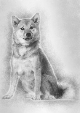 Shiba Inu 1 year old sitti