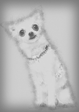 Chihuahua 1 year old weari