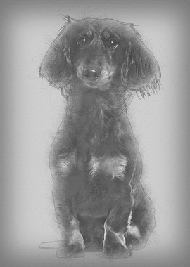 Dachshund sitting against