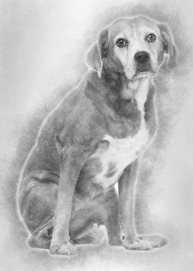 Old Mixedbreed dog 13 yea