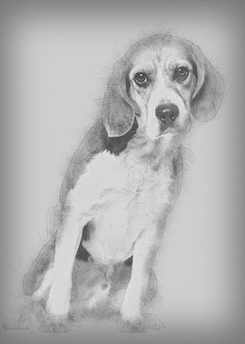 Beagle dog 2 years old si
