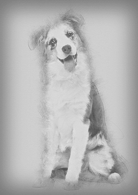 Australian Shepherd puppy