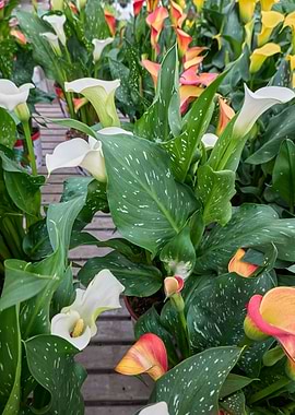 colored calla lily