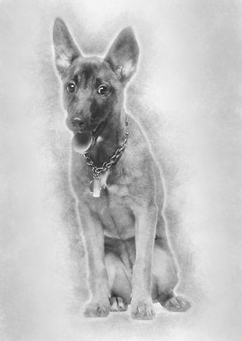 Portrait of Belgian shephe