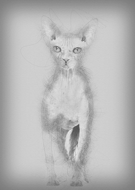 Chinese Crested dog with t