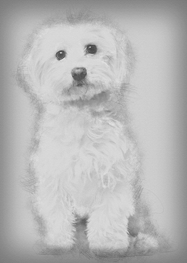 Maltese 8 years old sittin