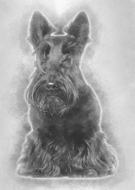 West Highland White Terrie