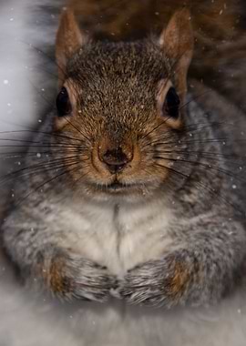 Squirrel In The Snow
