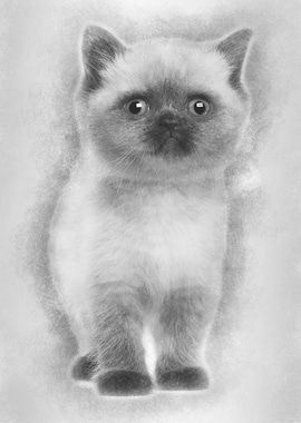 Portrait of British Shorth