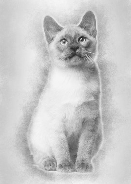 Thai kitten 4 months old s