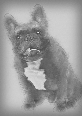 French Bulldog 4 years old