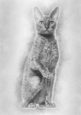 Portrait of Cornish Rex ca