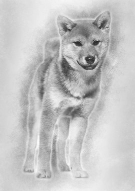 Shiba Inu dog standing aga