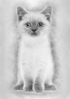 Portrait of British Shorth