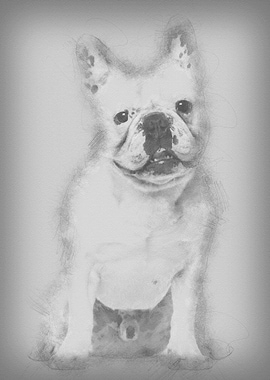 French Bulldog 4 years old