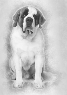 Saint Bernard 4 years old