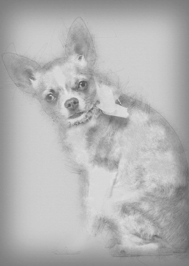 Chihuahua 7 months old wea