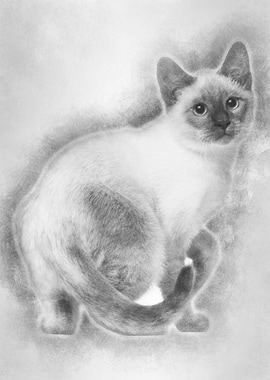 Thai kitten 4 months old s