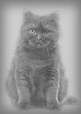 British Shorthair 20 month