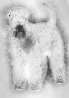 SoftCoated Wheaten Terrie