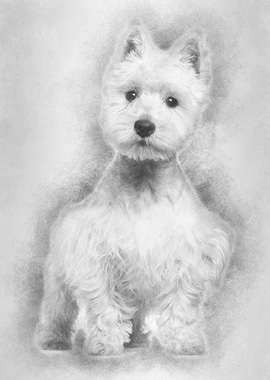 West Highland White Terrie