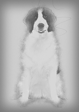 Black and white Landseer d