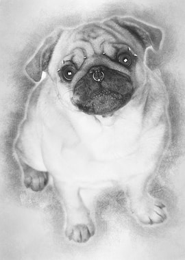 Portrait of pug with nose