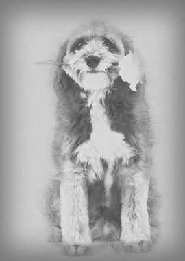 Crossbreed 4 years old sit