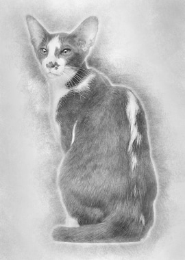 Rear view of an Oriental S