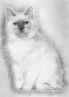 Portrait of Birman cat 5 m