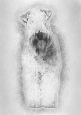 Softcoated Wheaten Terrie