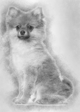 Spitz puppy 3 months old s