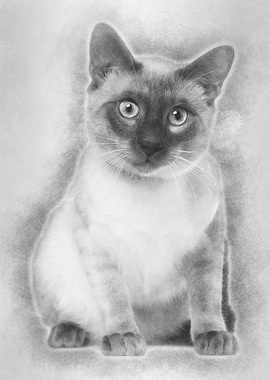Siamese cat 8 months old s