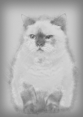 Fat British Shorthair 25