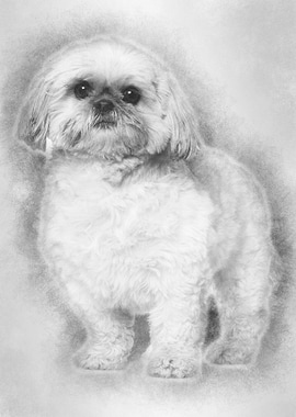 Shih Tzu 3 and a half year