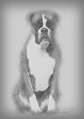 Boxer 3 years old sitting