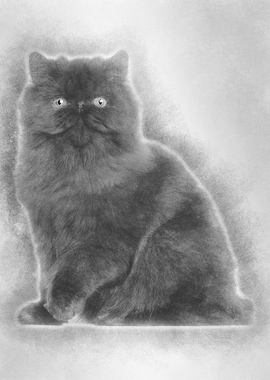 Portrait of Persian cat 7