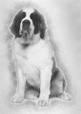 Saint Bernard 15 months ol