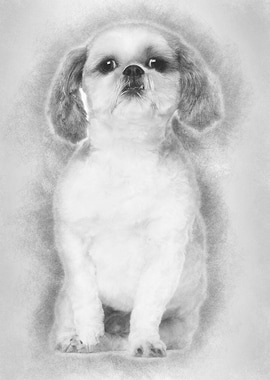 Shih Tzu 2 and a half year