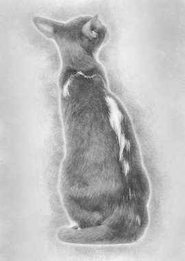 Rear view of an Oriental S