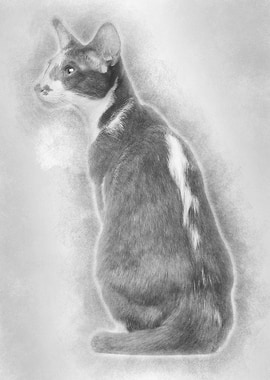 Rear view of an Oriental S