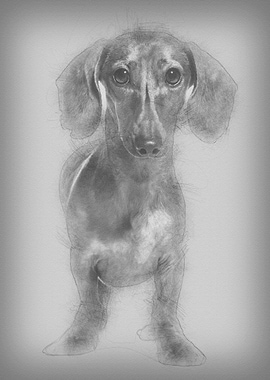 Dachshund dog 25 years o