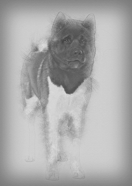 Akita Inu 16 months old st