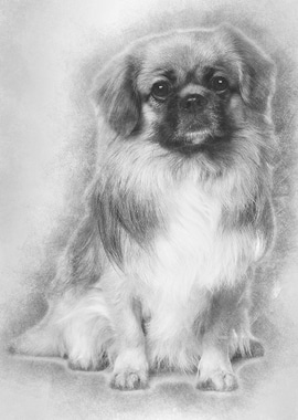 Teckel Spaniel 3 Years Old