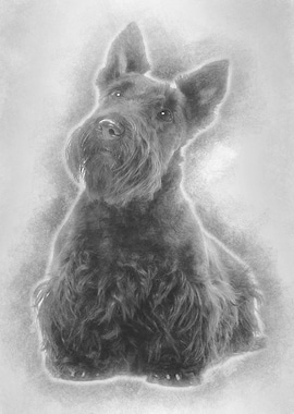 Scottish Terrier 20 months